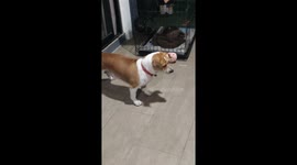 Unusual barking behavior: dog startled into prolonged, leaning barks