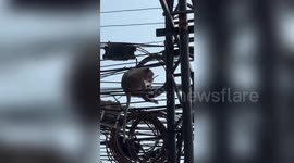 Cheeky wild monkey steals corn from ramen shop