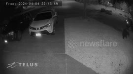 Black bear roams Round Hill compound
