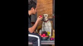 Dog prefers apple over onion: owner's hilarious encounter in Nepal