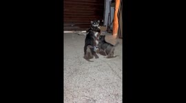 Adorable chaos: child overwhelmed by playful puppies
