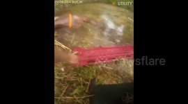 Florida officials rescue drowning horse