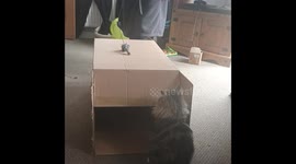 Mustang the cat collapsed the box after playing way too much with his cat dad, we panicked but he is fine he needed to be tired so we could sleep later, he is a very energetic cat soooo much energy that needs to be managed in a positive way, he doesn't li