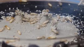 Researchers crack code behind construction prowess of termites