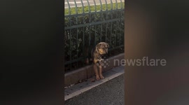Dog rescued after getting stuck in fence railing