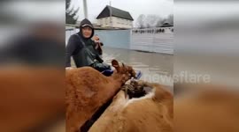 Russia floods rescuers save mother cow and her calves