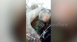 Bees swarm hunters harvesting honey