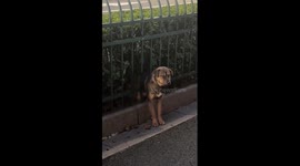 Dog stuck in railings saved by Good Samaritans in China
