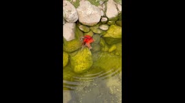 Group of goldfish rescue their friend fish trapped between rocks