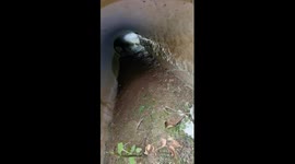 Kind-hearted man rescues mom cat who gave birth in drainpipe in China