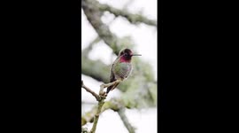 Photographer captures hummingbird changing the colour of their face
