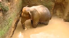 Elephant falls into water-filled pit in southern India, rescued
