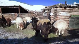 Livestock deaths caused by harsh weather in Mongolia rise to 6.3 mln