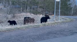 Busy Bear Family Of Five Crosses Road