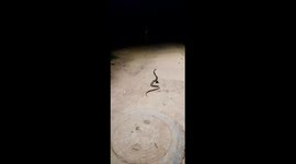 Dangerous King Cobra Snake on The Village Road At Night In India .