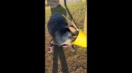 Gary The Goat Gets Bucket Stuck On Head