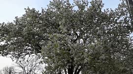 Blooming Beauty : Magnolia  Trees Delight New Yorkers with Spectacular Display