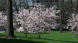 Blooming Beauty : Magnolia Trees Delight New Yorkers with Spectacular Display