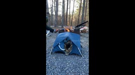 Mushroom the cat's tiny tent delight