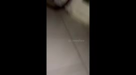 Stealthy mouse outwits pursuing cat: the great escape of Figaro's prey