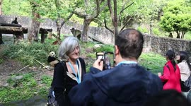 Diplomatic envoys in China's Sichuan: An encounter with giant pandas