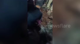 Chaos as huge crocodile strays into temple courtyard in northern India