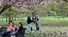 Selfie-takers enthusiastically shake cherry blossom trees as visitors descend on Greenwich Park during warm spell