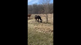 Playful bin-lid blunder: Horse's curiosity leads to comical escapade