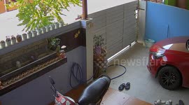 Monitor lizard crawls through space under gate to enter home