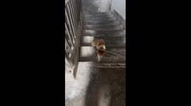 Lazy kitten relies on owner to drag it up stairs to save energy
