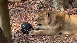 Lion-el Messi! Big cat beasts play with footballs