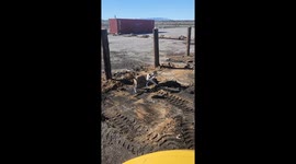 Dog Shows Up With Shovel Ready to Dig