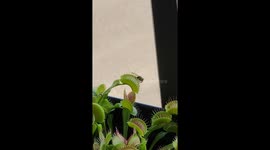 Venus Flytrap vs Wasp