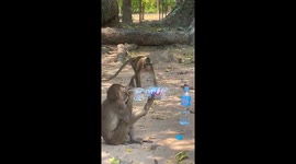 Monkeys Drink From Human Water Bottles