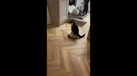 Cat Rolls In on a Robot Vacuum