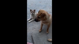 Mother dog and puppy catch mosquitoes in lightning-speed