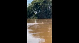Seen a Jaguar Swimming Across the River Yang Mungkin Banyak Terdapat Buaya