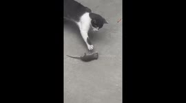 Mouse frantically rolls to evade cat's clutches in China