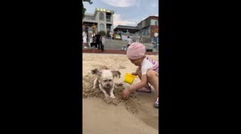 Teddy Dog Crazily Digs Sand with Little Girl