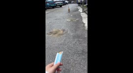 Owner Stuns Cat by Feeding Stray Cats in China