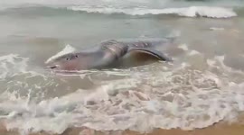 Large whale caught by Indian fishermen is helped back into ocean