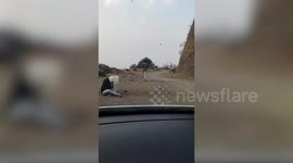 Swarm of bees attack men having picnic in central India
