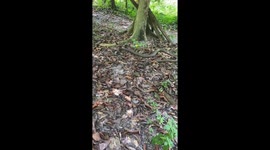 Brave passerby kicks king cobra to save snake it was eating