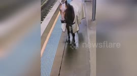 Horse appears at train station in Sydney, Australia