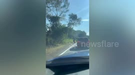 Wild elephant attacks family's car in Malaysia