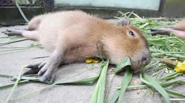 Lazy capybara eats grass while lying down on the ground