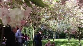 Chinese cultural elements shine at Cherry Blossom Festival in Germany