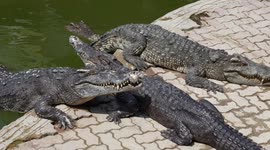 Notorious crocodile farm re-opens amid tourism revival in Thailand