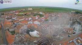 Stork battles to save her eggs from powerful storm and a jealous male stork