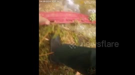 Emergency crews rescue drowning horse from pond